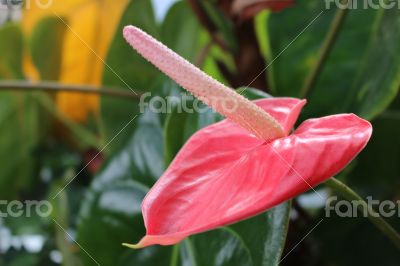 Pink Anthurium in the garden
