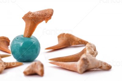 The Shark Teeth  and turquoise on the white
