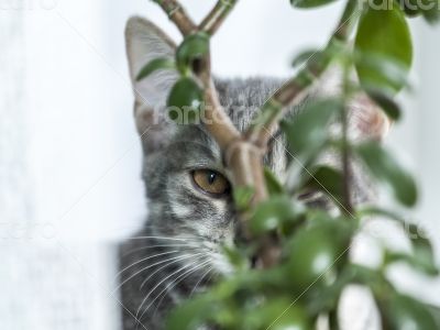 The gray kitten hid among house plants