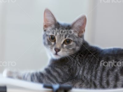 The gray kitten
