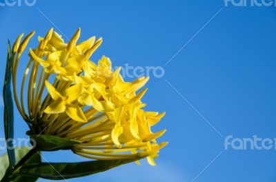 Yellow Ixora coccinea flower