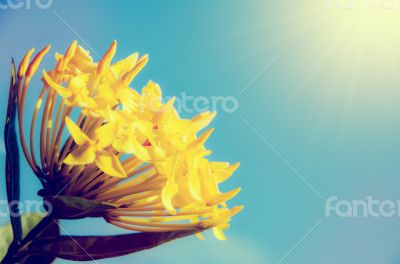 Yellow Ixora coccinea flower