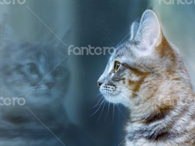Gray kitten