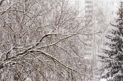 The tree branches covered with snow after a blizzard