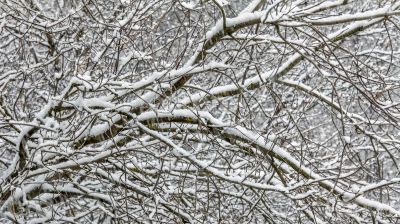 The tree branches covered with snow after a blizzard