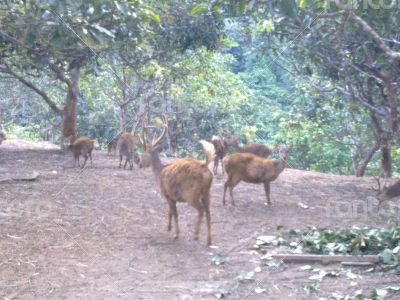 deer bawean nice deer world number one