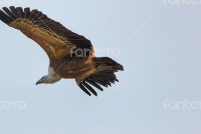 griffon vulture