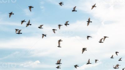 Pigeons in mid flight