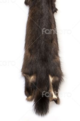 Skins of a sable