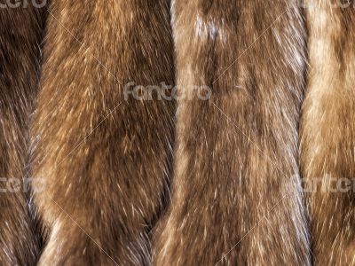 Skins of a sable