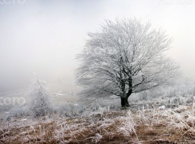 winter calm mountain landscape