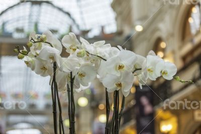 Moscow, GUM. Flowers in an interior