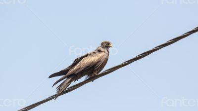 Black Kite aka Amora