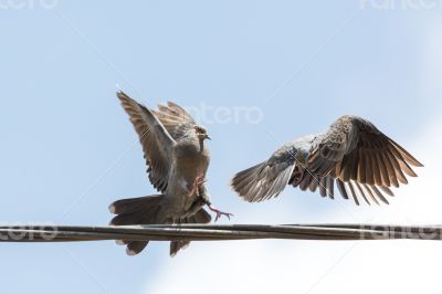 pigeon fight