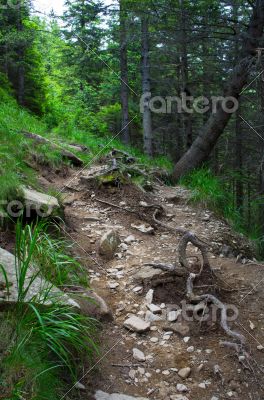 Pathway in summer green mountain forest 