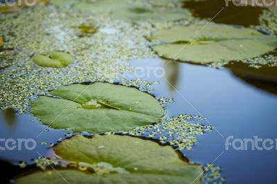 Lotus Leaves on Water