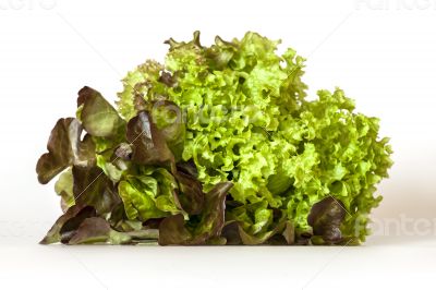 Bunch of lettuce leaves of different grades