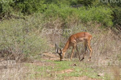 Impala