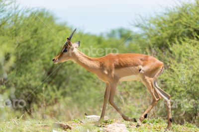 Impala