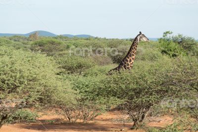 Giraffe in the wild