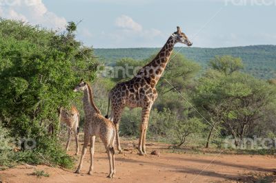 Giraffe Family