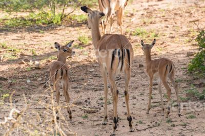 Impala family