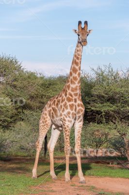 Giraffe in the wild