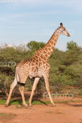 Giraffe in the wild