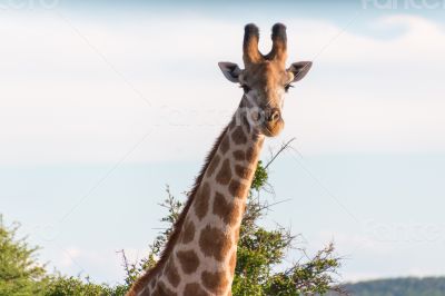 Giraffe in the wild