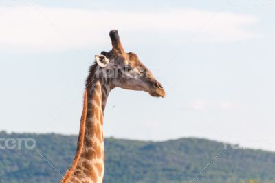 Giraffe in the wild