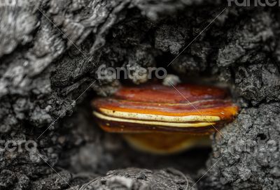 Brown Mushroom in a Tree