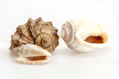 Sea cockleshells of various form