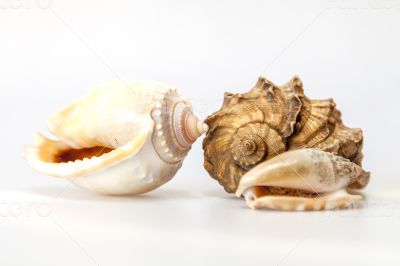 Sea cockleshells of various form