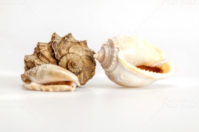 Sea cockleshells of various form