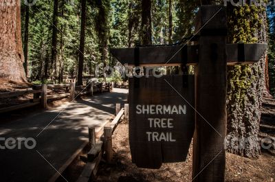 sherman tree trail inside