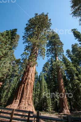 Sequoia national park