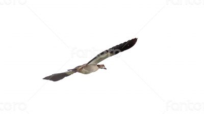 Egyptian Goose in mid flight