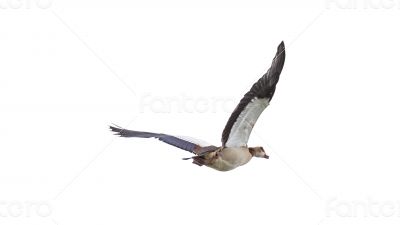 Egyptian Goose in mid flight