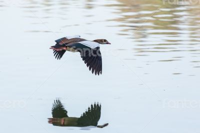 Egyptian Goose in mid flight