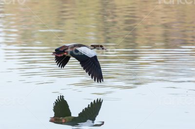 Egyptian Goose in mid flight