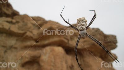 White Spider