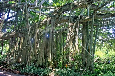 Banyan Tree