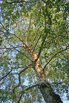 A Tree