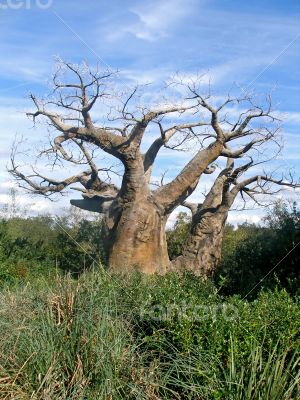 Upside Down Tree