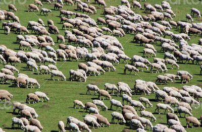 Herd of sheeps on green meadow