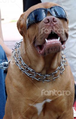 Brown dog muzzle with sunglasses