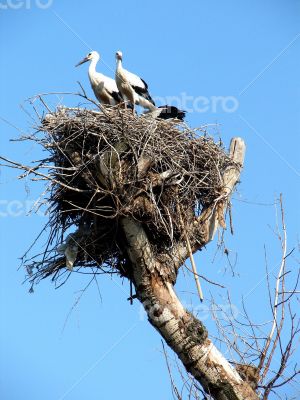 storks couple in nest on blue sky background