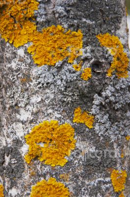 old bark surface background