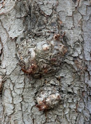 old bark surface background