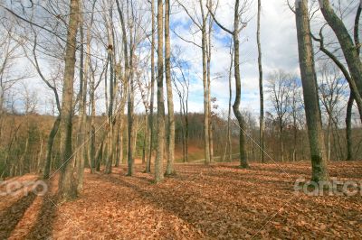 Forest